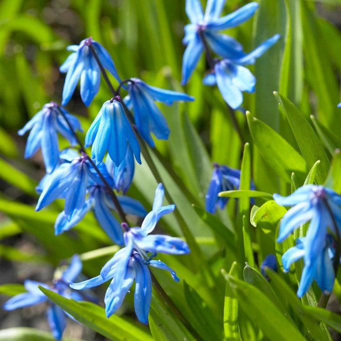 Scilla Siberica, Blue - View 12 from www redcrocus com