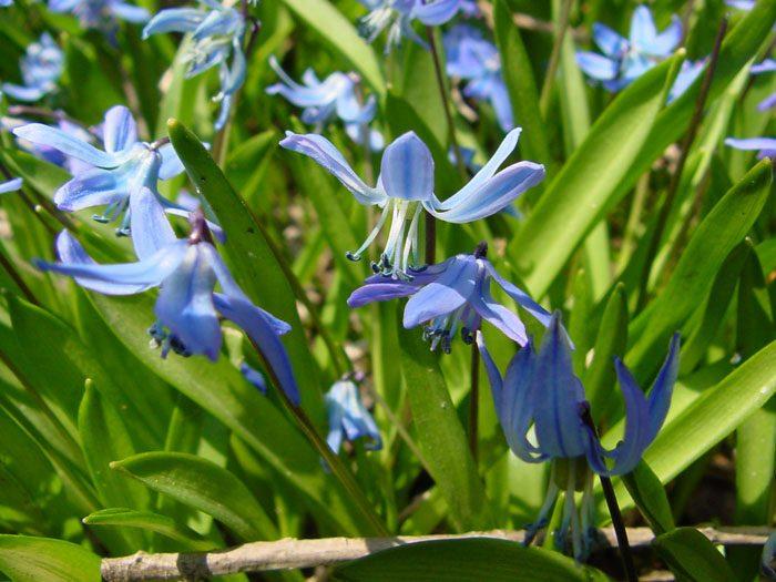 Scilla Siberica, Blue - View 13 from www redcrocus com