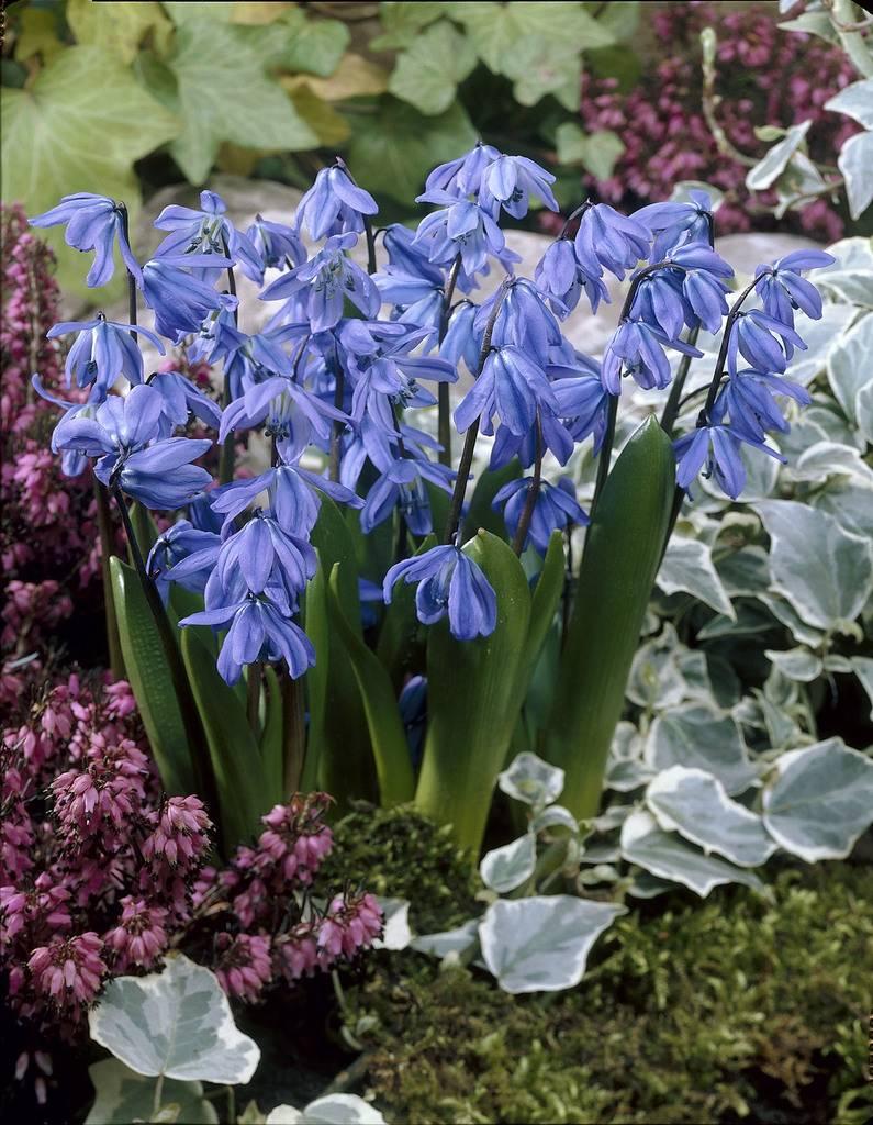 Scilla Siberica, Blue - View 14 from www redcrocus com