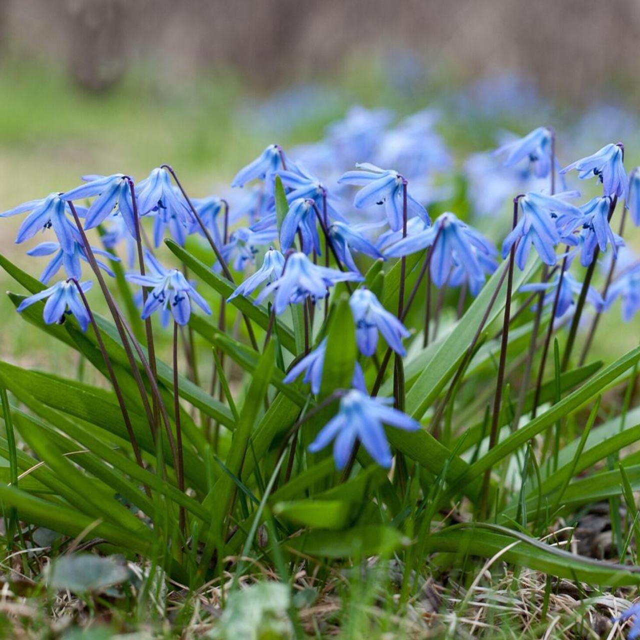 Scilla Siberica, Blue - View 17 from www redcrocus com