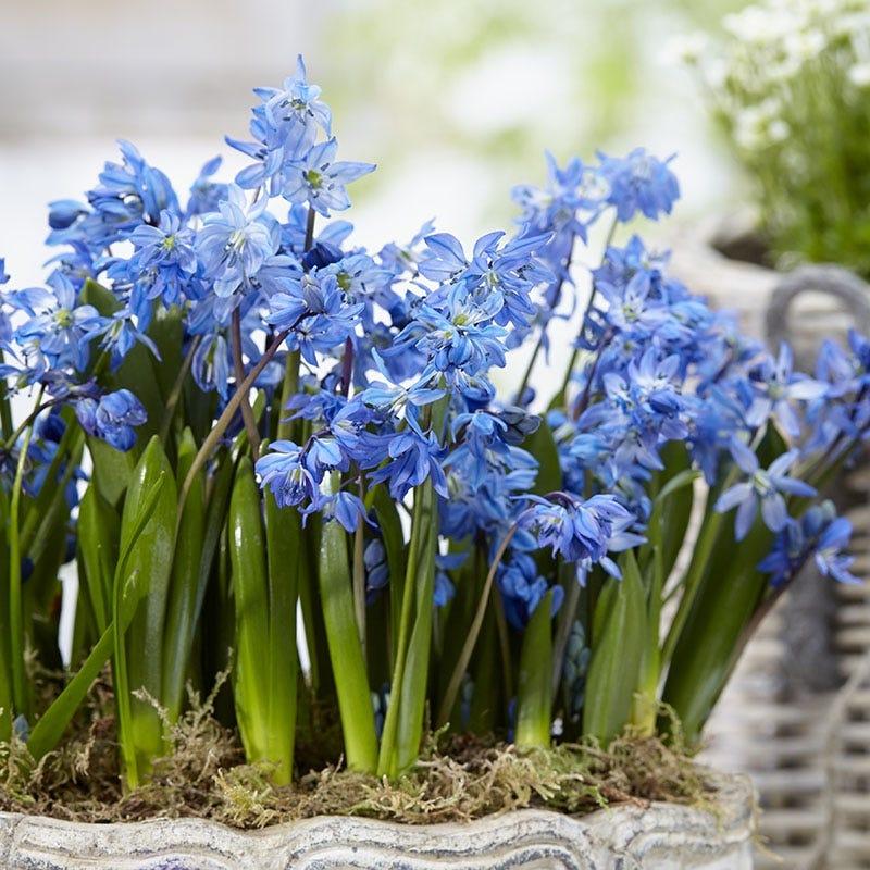 Scilla Siberica, Blue - View 23 from www redcrocus com
