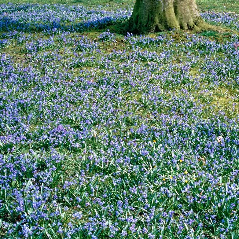 Scilla Siberica, Blue - View 25 from www redcrocus com