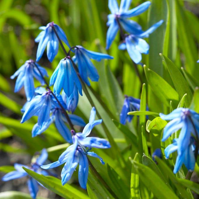 Scilla Siberica, Blue - View 27 from www redcrocus com
