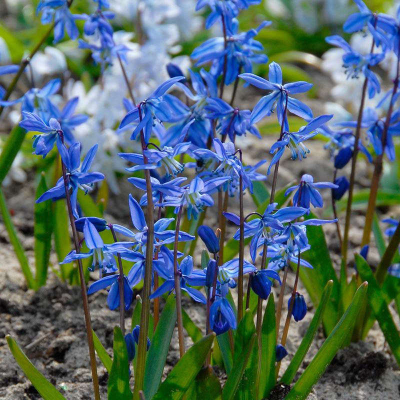 Scilla Siberica, Blue - View 28 from www redcrocus com