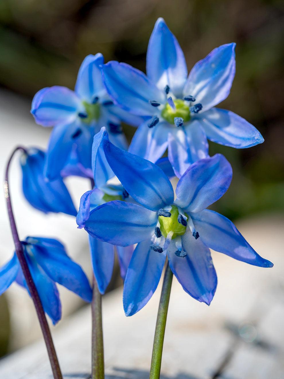 Scilla Siberica, Blue - View 30 from www redcrocus com