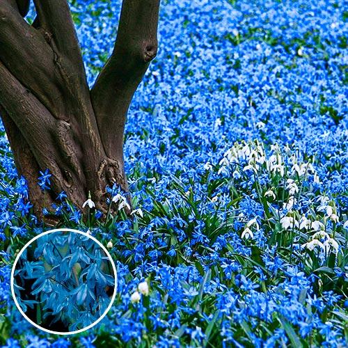 Scilla Siberica, Blue - View 31 from www redcrocus com
