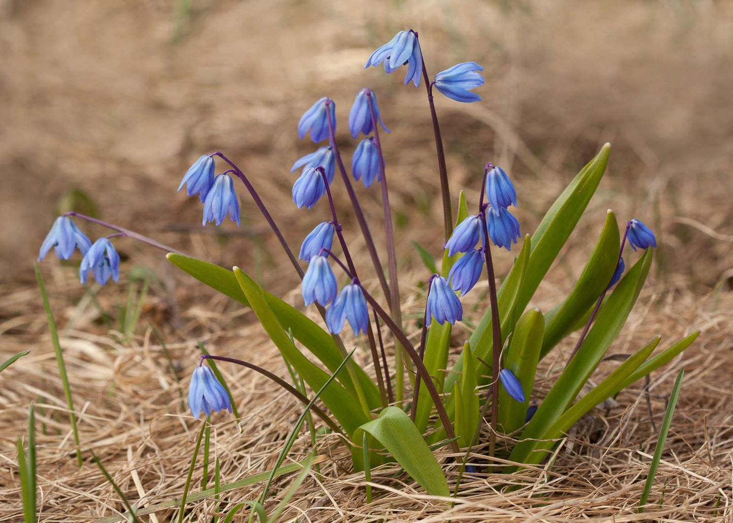 Scilla Siberica, Blue - View 32 from www redcrocus com