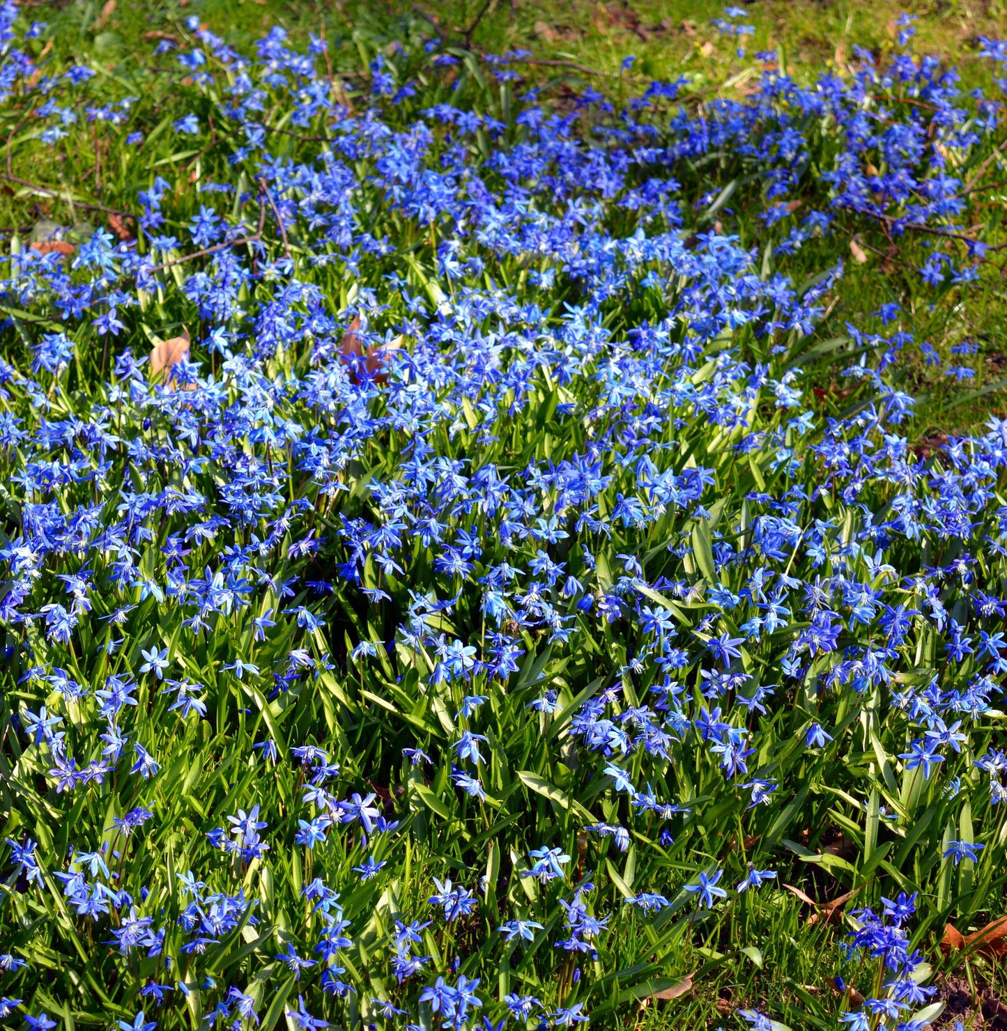 Scilla Siberica, Blue - View 33 from www redcrocus com