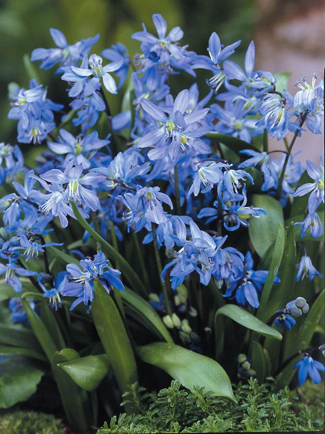 Scilla Siberica, Blue - View 34 from www redcrocus com