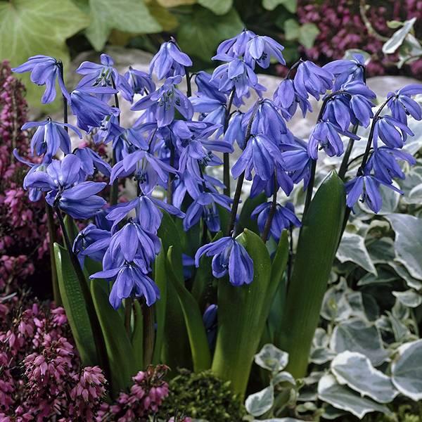 Scilla Siberica, Blue - View 35 from www redcrocus com
