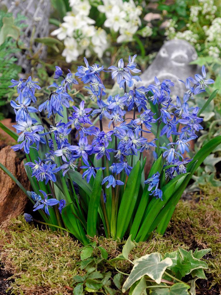 Scilla Siberica, Blue - View 36 from www redcrocus com
