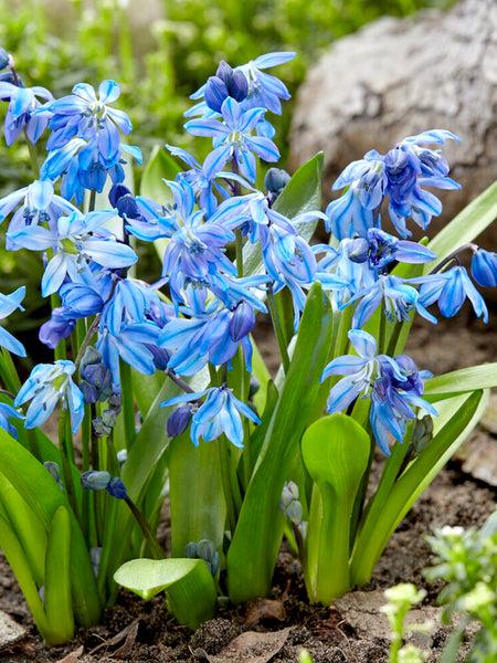 Scilla Siberica, Blue - View 4 from www redcrocus com