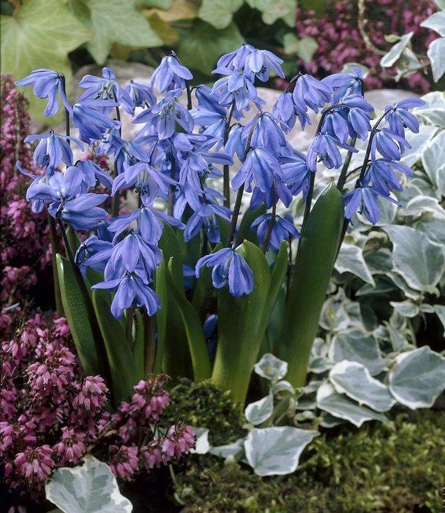 Scilla Siberica, Blue - View 5 from www redcrocus com
