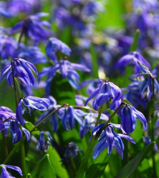 Scilla Siberica, Blue - View 7 from www redcrocus com