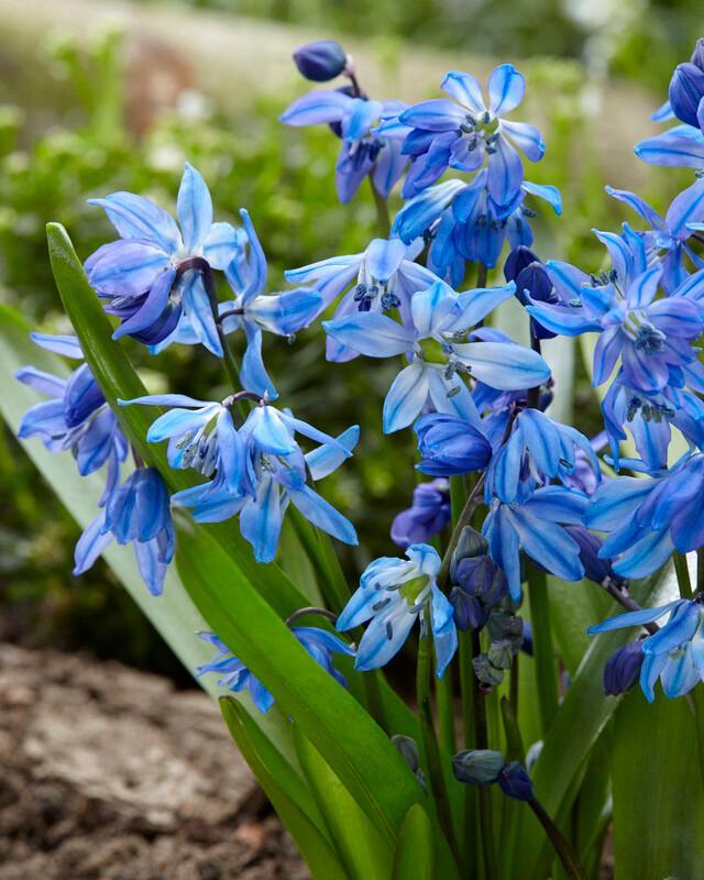 Scilla Siberica, Blue - View 9 from www redcrocus com