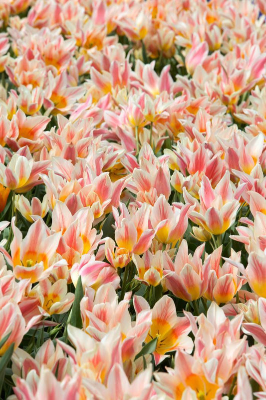 Tulip, Greigii, 'quebec' - View 1 from www redcrocus com