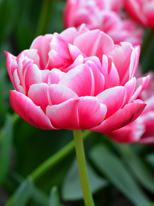 Columbus' Double Early Tulip-Pink-Excellent cut flower  125 in  Box