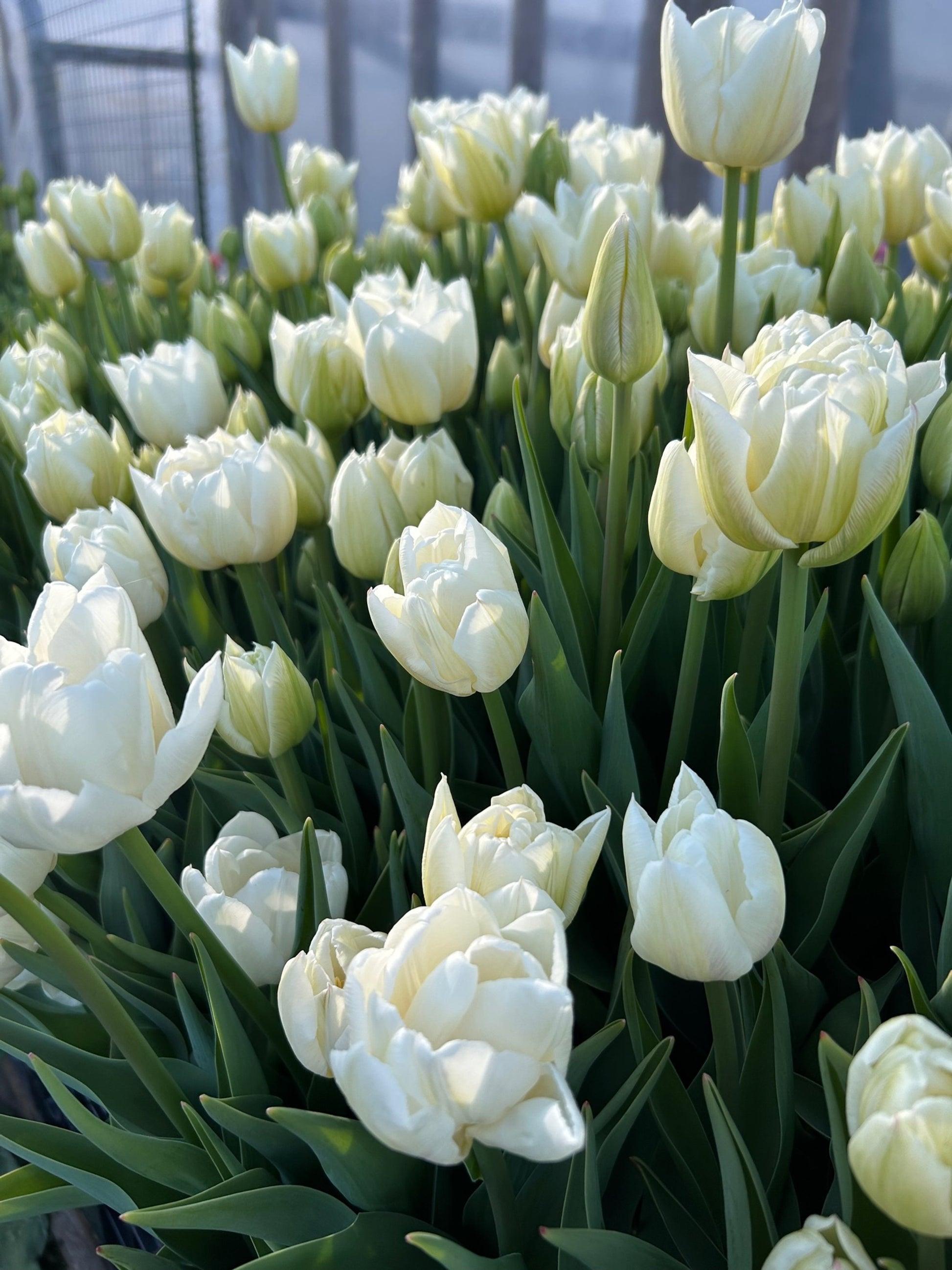 Tulip, Double Early, 'mondial', White - View 12 from www redcrocus com