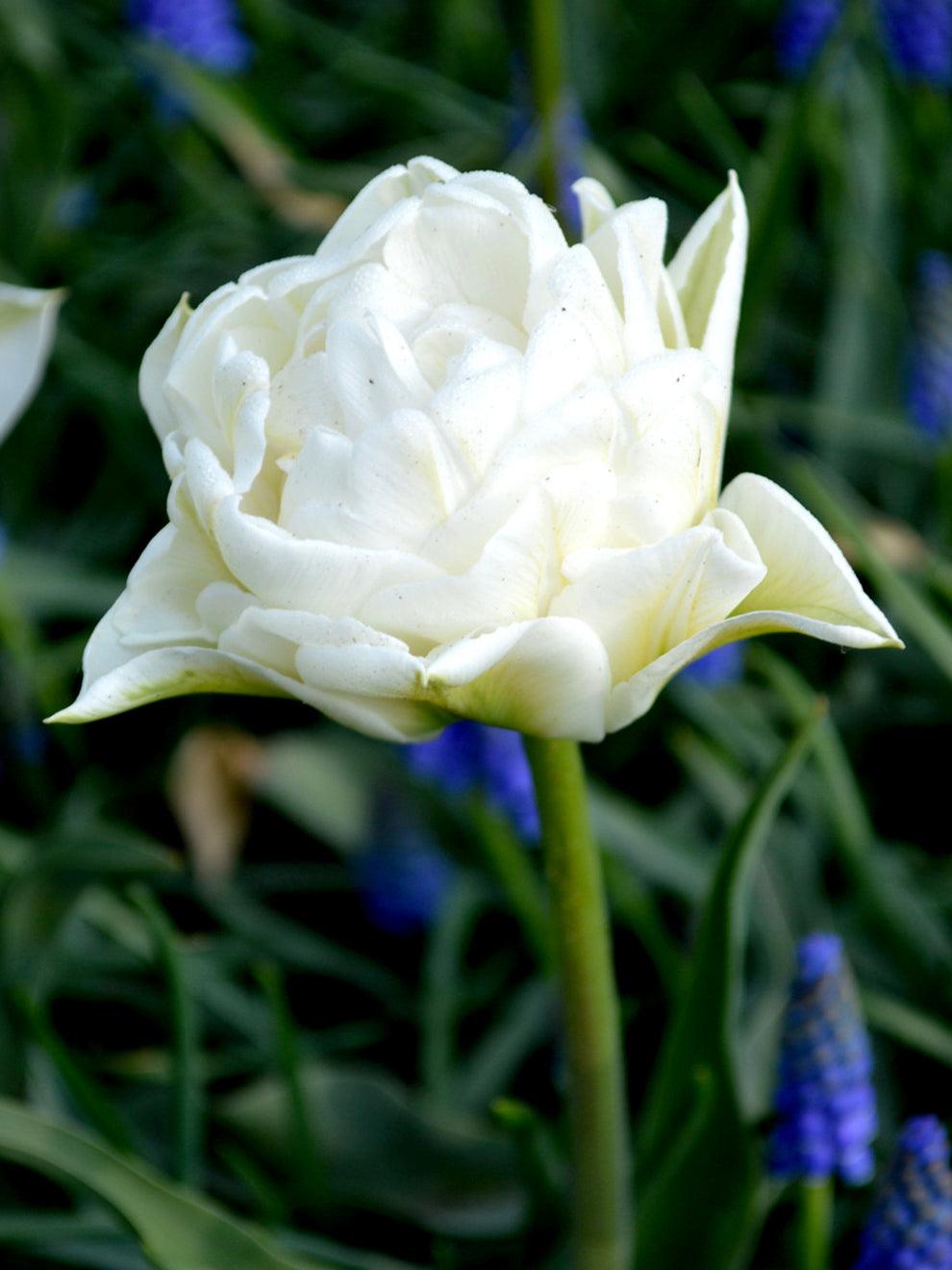Tulip, Double Early, 'mondial', White - View 19 from www redcrocus com
