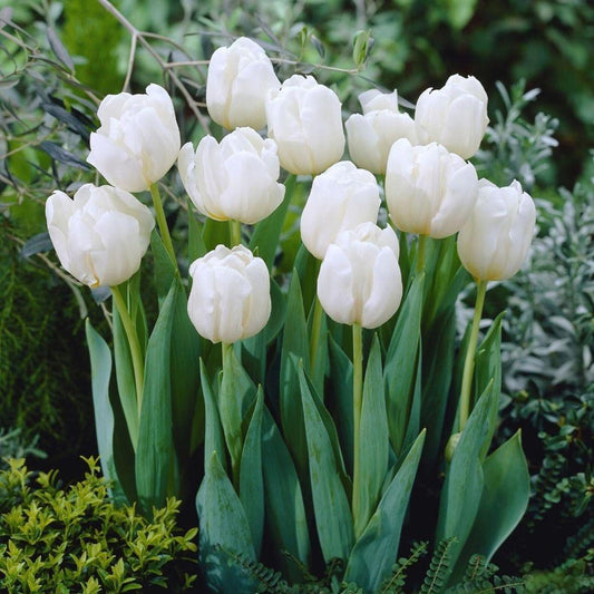 Tulip, Double Early, 'mondial', White - View 1 from www redcrocus com