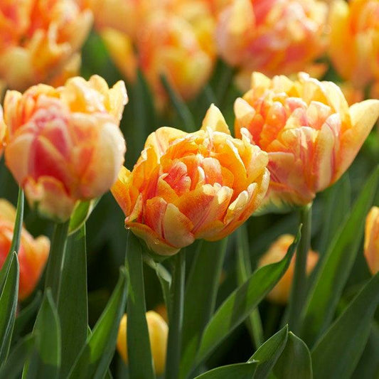 Tulip, Double Early, 'foxy Foxtrot', White, Yellow, Orange Mix - View 1 from www redcrocus com