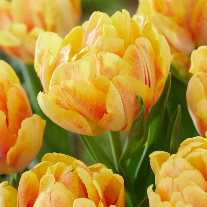 Tulip, Double Early, 'foxy Foxtrot', White, Yellow, Orange Mix - View 27 from www redcrocus com