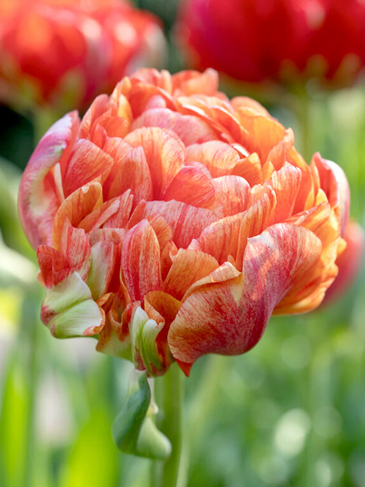 RedCrocus Double Early Tulip 'Double Godushnik' Orange-Beautiful Blooms  100 in  Box