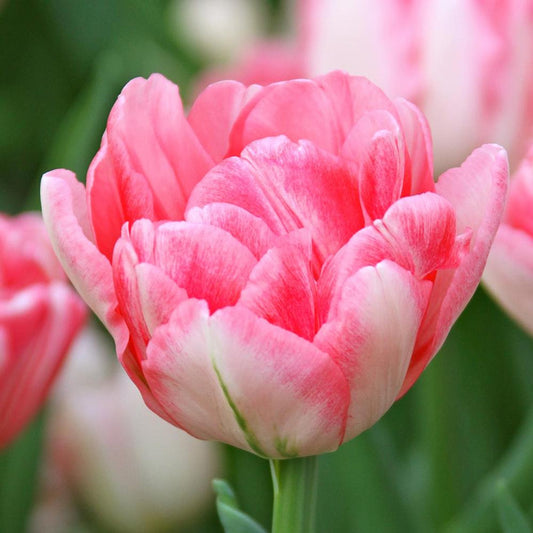 Foxtrot Double Early Tulip-Soft and Dark Pink-Perfect for Gardens  100 in  Box