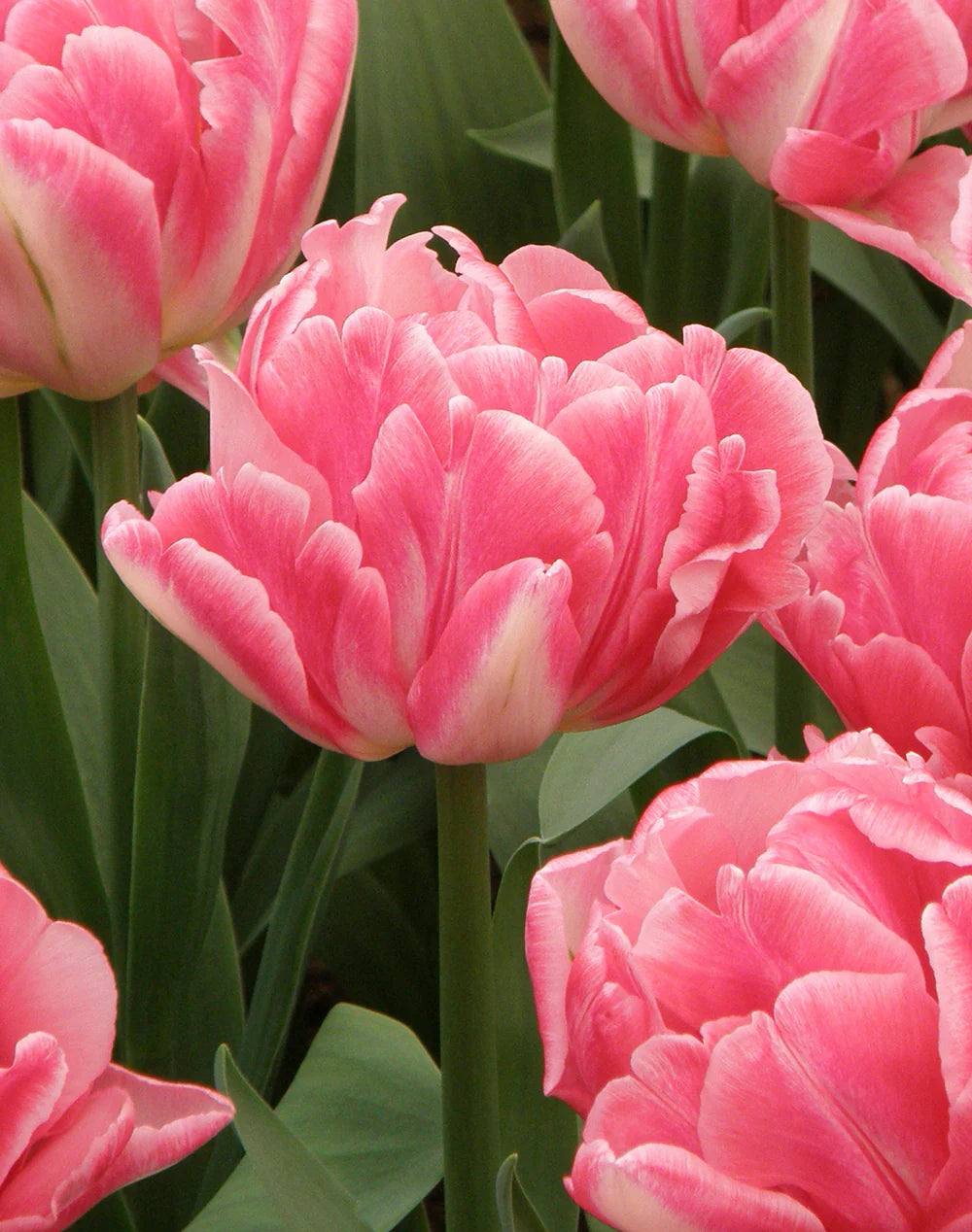 Foxtrot Double Early Tulip-Soft and Dark Pink-Perfect for Gardens  100 in  Box