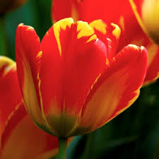 Tulip–Apeldoorn Elite–Vibrant Red Edged Yellow  100 in Box