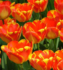 Tulip–Apeldoorn Elite–Vibrant Red Edged Yellow  100 in Box