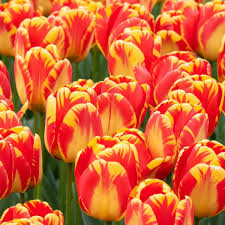 Tulip–Apeldoorn Elite–Vibrant Red Edged Yellow  100 in Box