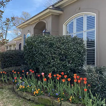 Tulip–Apeldoorn Elite–Vibrant Red Edged Yellow  100 in Box