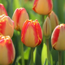 Tulip–Apeldoorn Elite–Vibrant Red Edged Yellow  100 in Box