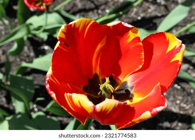'Banja Luca' Darwin Hybrid Tulip-Marigold Yellow with Red Feathering-Excellent Cut Flower  100 in  Box