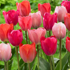 RedCrocus Van Eijk Darwin Hybrid Tulip Bright Pink for Garden Borders  100 in  Box