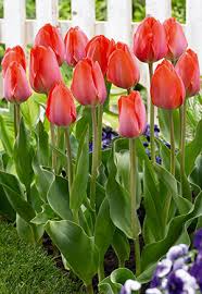 Van Eijk Darwin Hybrid Tulip–Bright Pink–Vibrant Blooms  100 in Box