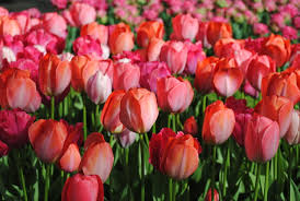 Van Eijk Darwin Hybrid Tulip–Bright Pink–Vibrant Blooms  100 in Box