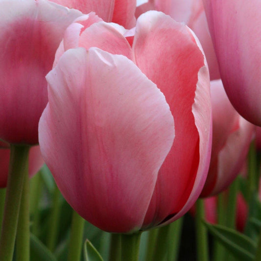 Tulip, Darwin Hybrid, 'salmon Impression', Pink Flushed Salmon Apricot - View 1 from www redcrocus com