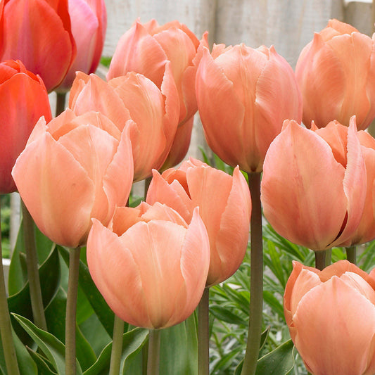 Salmon Van Eijk Darwin Hybrid Tulip-Pink Flushed with Apricot-Perfect for Spring Displays  100 in  Box