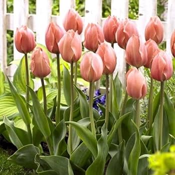 Salmon Van Eijk Darwin Hybrid Tulip-Pink Flushed with Apricot-Perfect for Spring Displays  100 in  Box