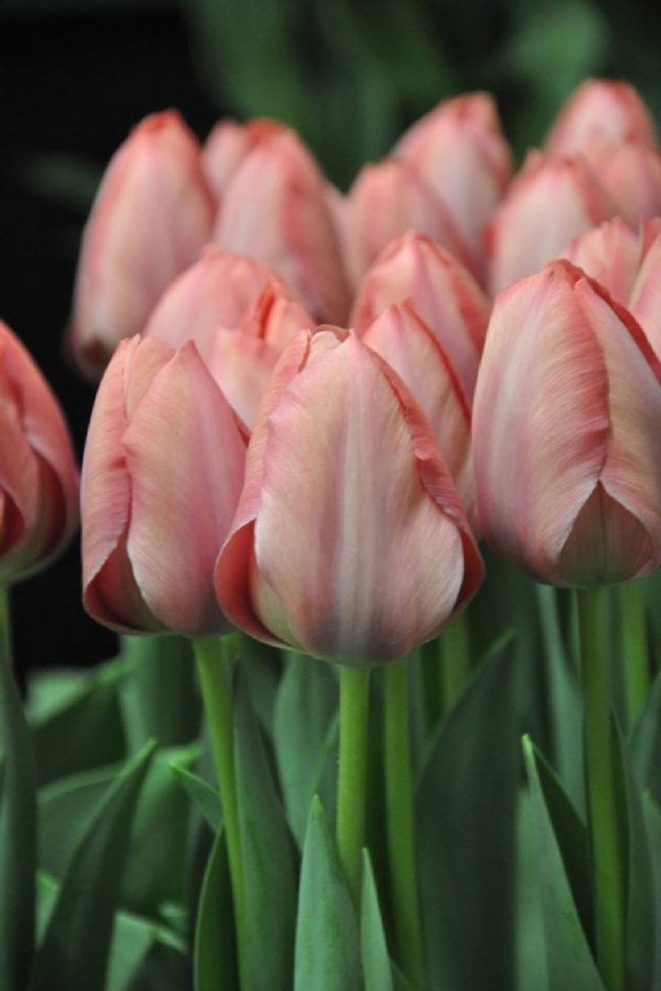 Salmon Van Eijk Darwin Hybrid Tulip-Pink Flushed with Apricot-Perfect for Spring Displays  100 in  Box