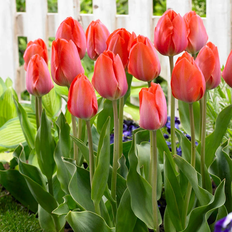 Salmon Van Eijk Darwin Hybrid Tulip-Pink Flushed with Apricot-Perfect for Spring Displays  100 in  Box