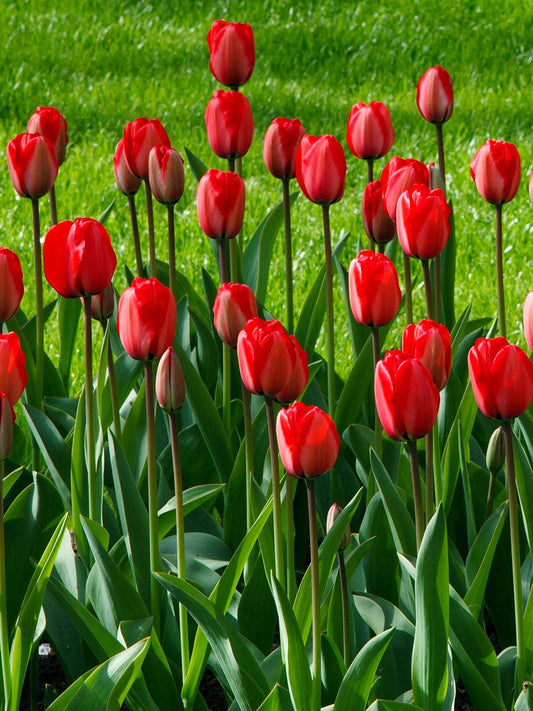 Tulip, Darwin Hybrid, 'red Impression', Dark Red - View 1 from www redcrocus com