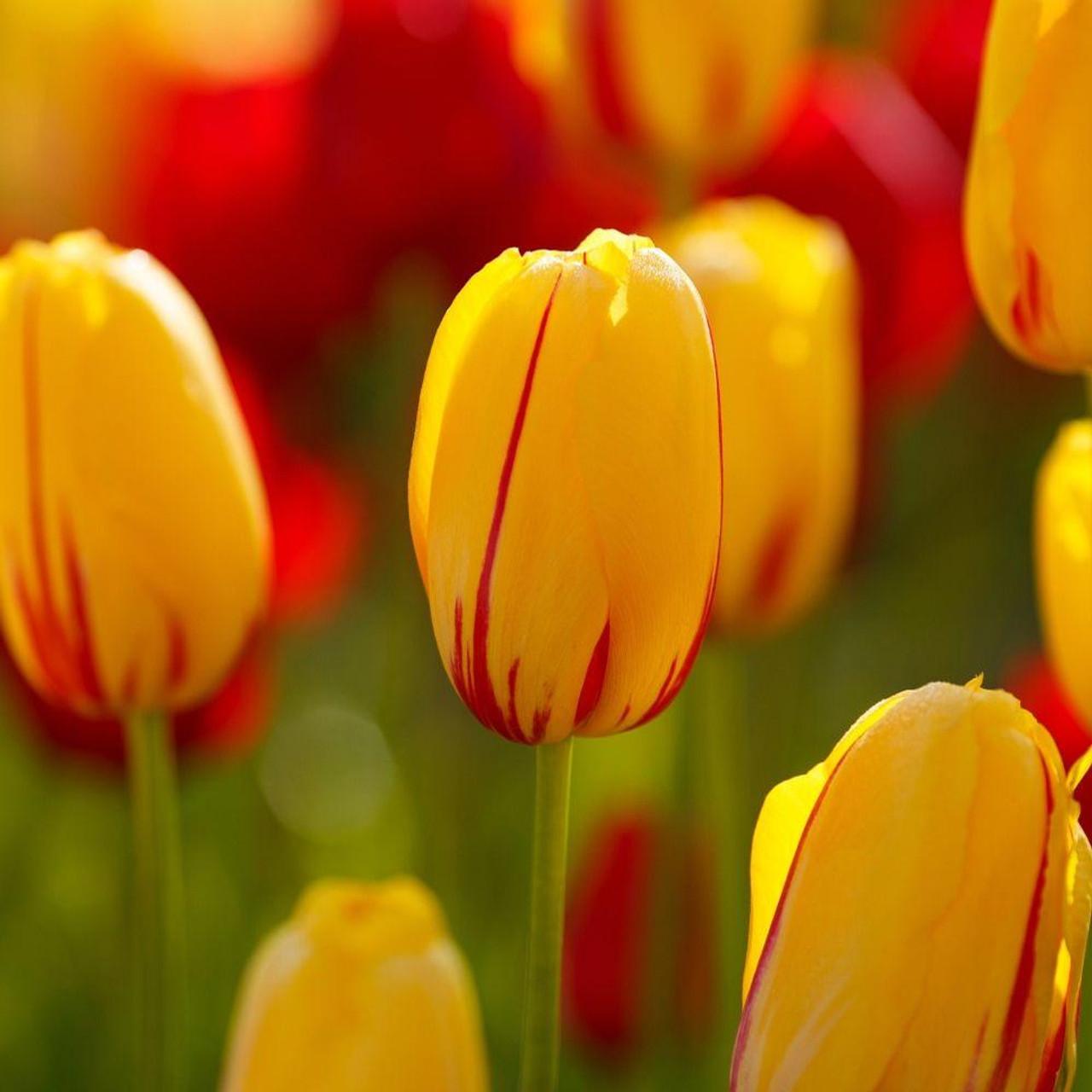 Tulip, Double Late, 'yellow Pomponette', Bright Golden Yellow - View 14 from www redcrocus com