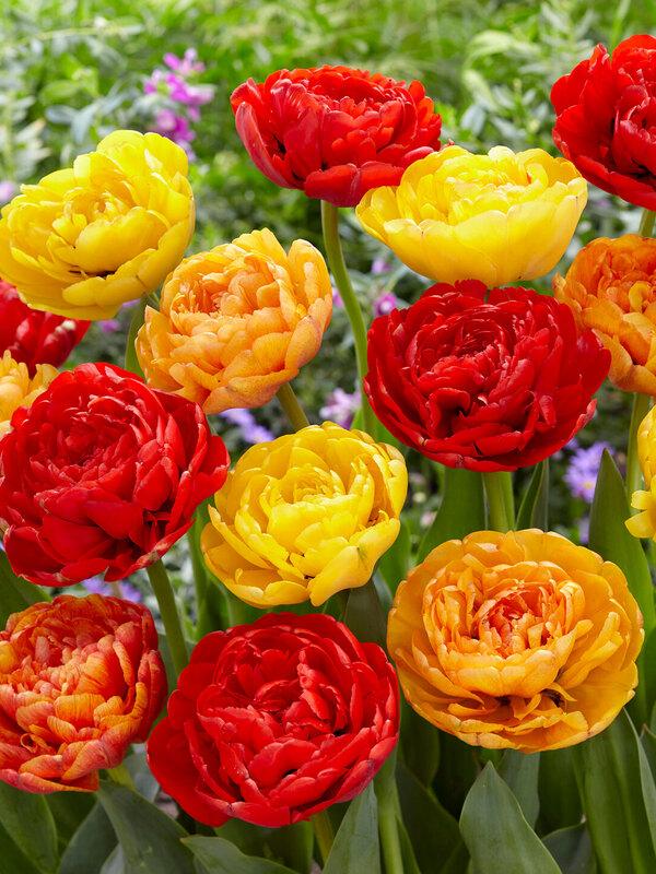 Tulip, Double Late, 'yellow Pomponette', Bright Golden Yellow - View 3 from www redcrocus com