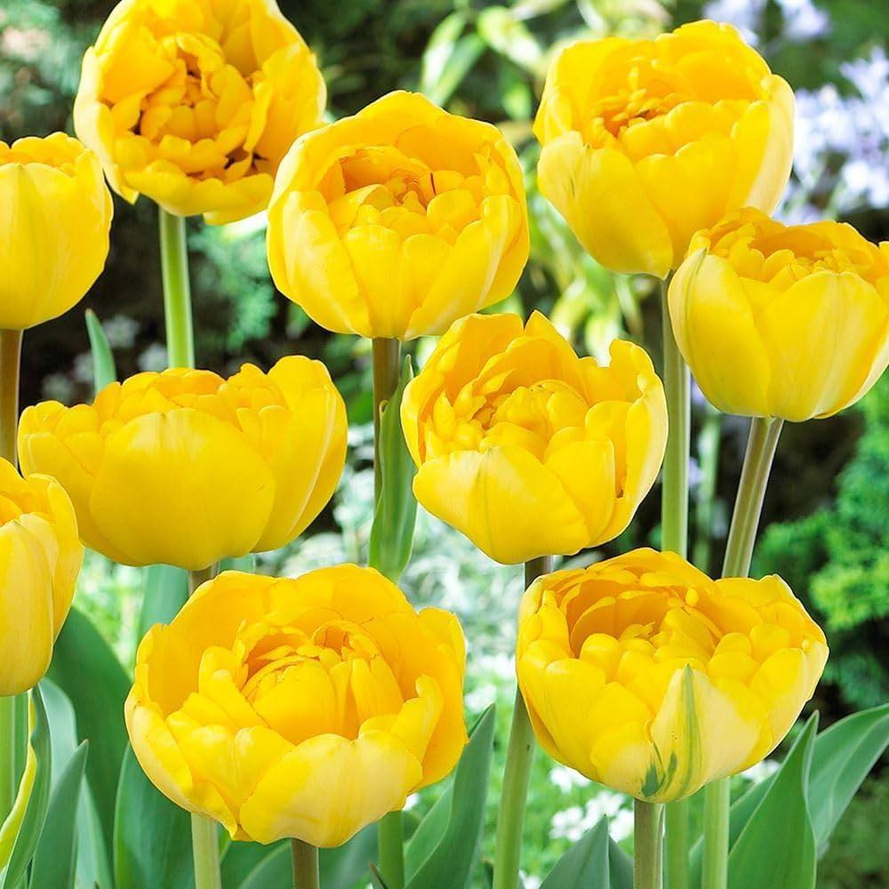Tulip, Double Late, 'yellow Pomponette', Bright Golden Yellow - View 9 from www redcrocus com