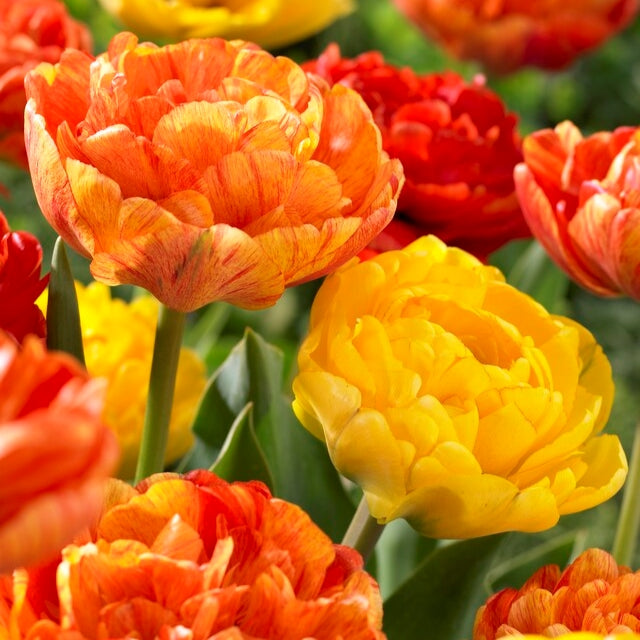 Spring Joy Mix Double Late Tulip–Vibrant Blooms  100 in Box