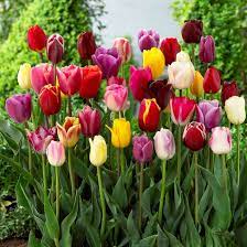 Spring Joy Mix Double Late Tulip–Vibrant Blooms  100 in Box