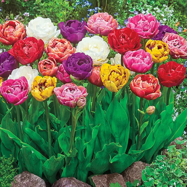Spring Joy Mix Double Late Tulip–Vibrant Blooms  100 in Box